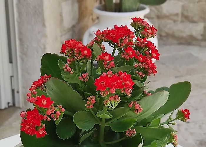 בית הארחה La Maison 3*